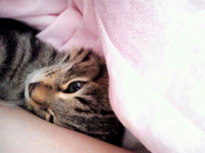 1379528_403187803137147_1843